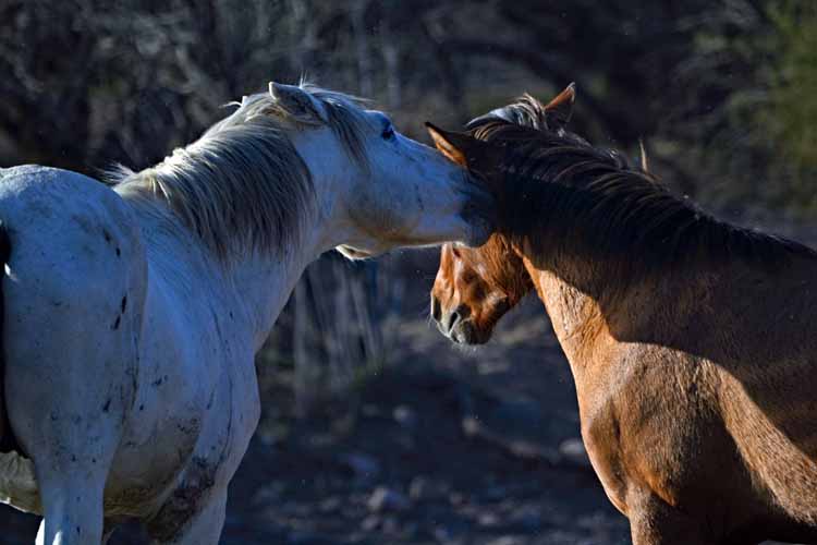 mustangs